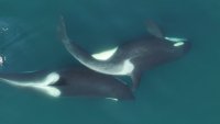 This handout photograph taken in August 2024 and released by the Centre for Whale Research on June 23, 2025 shows two southern resident killer whales rubbing a piece of seaweed between their bodies, in what researchers believe is a form of grooming, in the Salish Sea, off Canada's British Columbia and the US state of Washington.