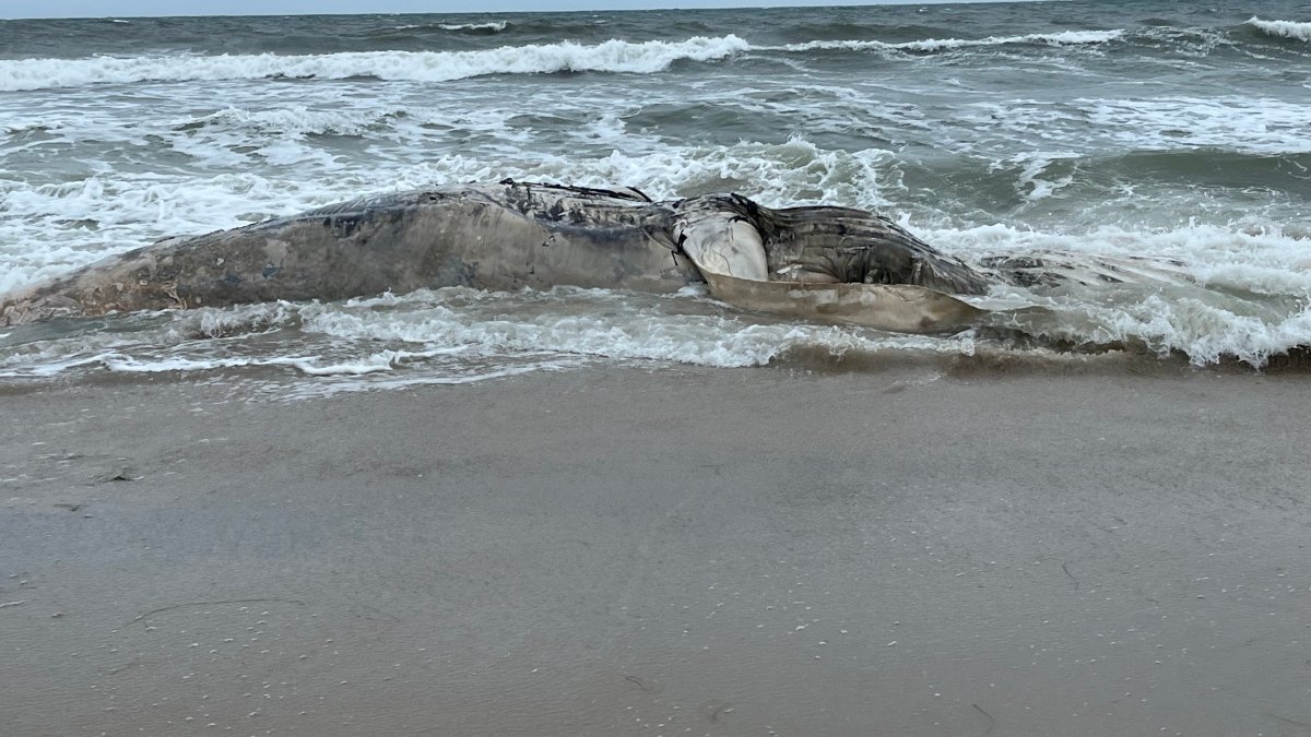 Dead Humpback Whale Washes Ashore in New Jersey