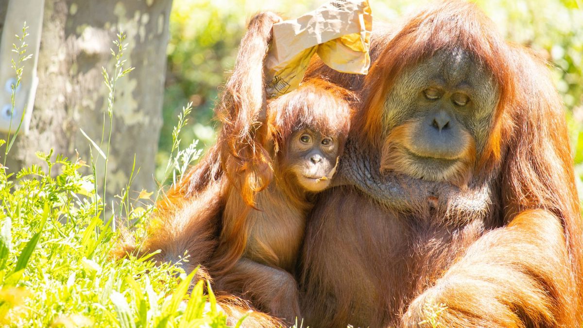 Philly Zoo to celebrate the first birthday of baby orangutan