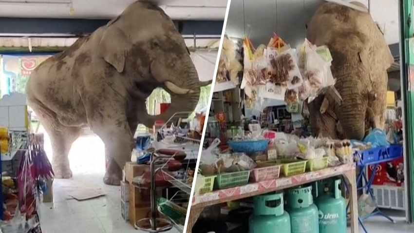 The male elephant, named Plai Biang Lek, ransacks sweet rice crackers at a shop in Nakhon Ratchasima province, Thailand, Monday, June 2, 2025.