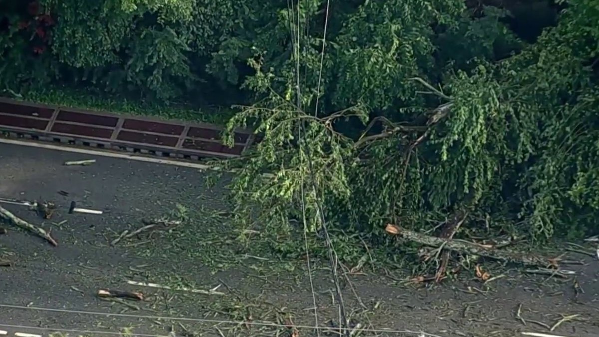 Storm-Felled Tree Kills Woman in Wilmington Crash