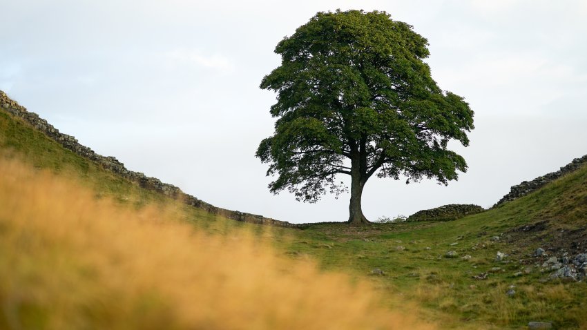 Sycamore Gap on Hadrian’s Wall in 2022 which celebrated the 1900th anniversary of the building of the first phase of Hadrian's Wall. The wall is named after Roman Emperor Hadrian, who ordered its construction in AD122. At 80 miles long it was the north-west frontier of the Roman empire for nearly 300 years.