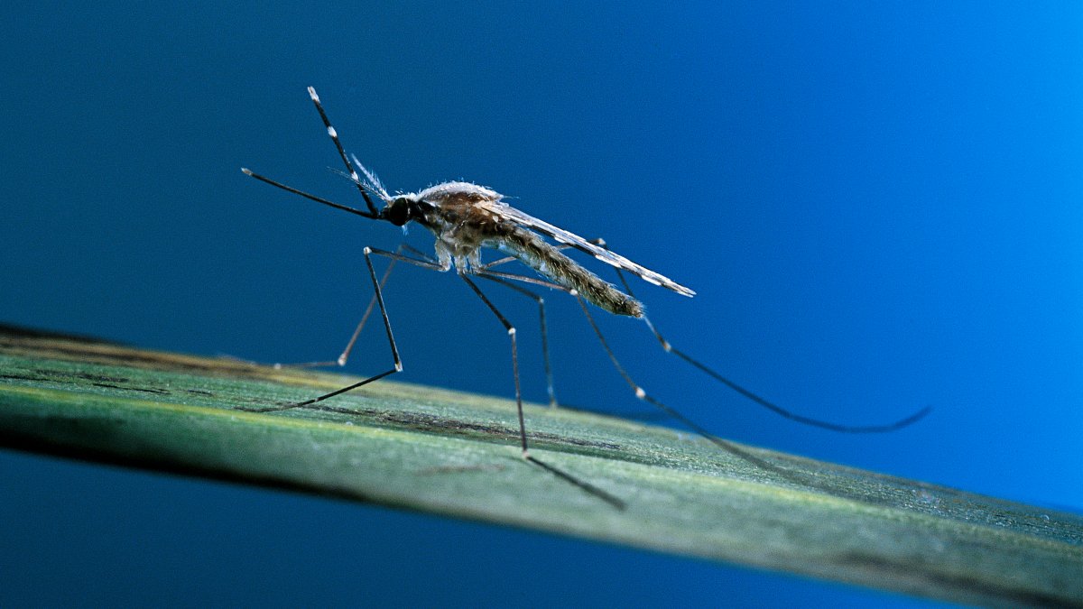 West Nile Virus found in mosquitoes near Philadelphia's Pennypack Park: Officials