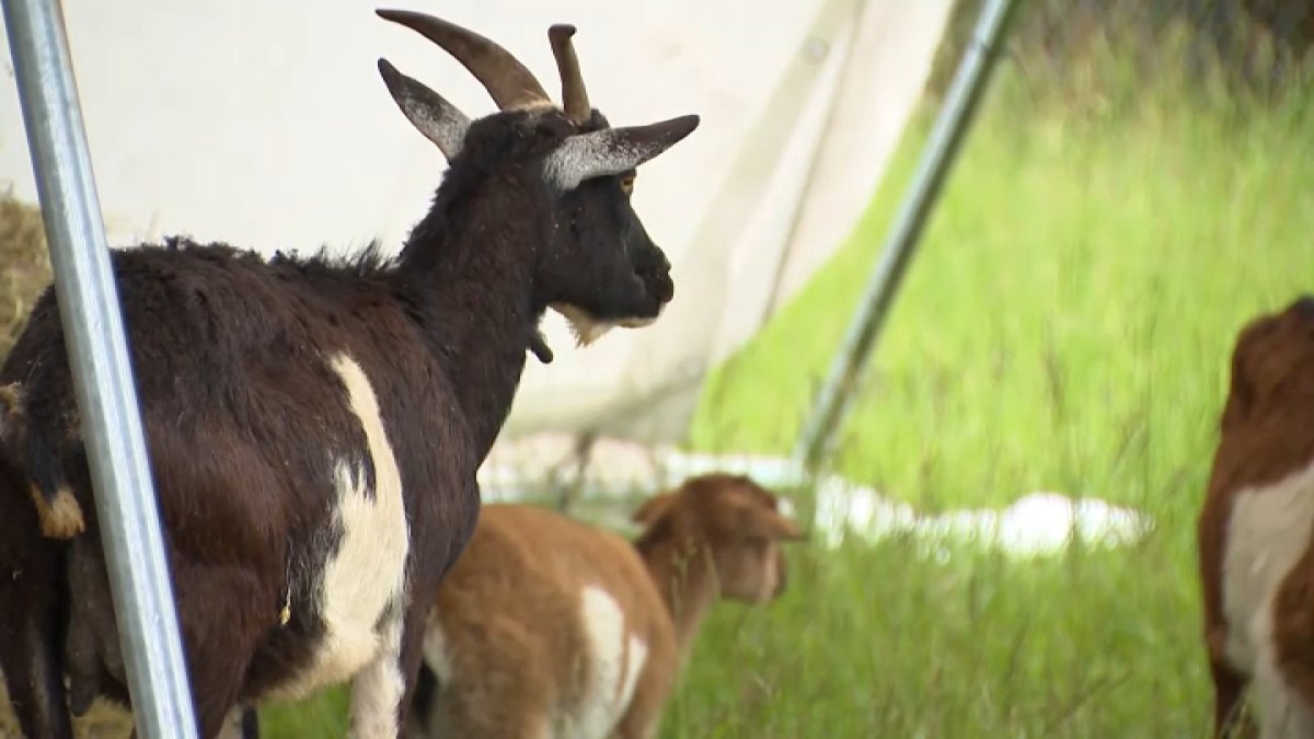 Montgomery County Goat Sanctuary Owners Charged With Animal Torture, Neglect After Fire