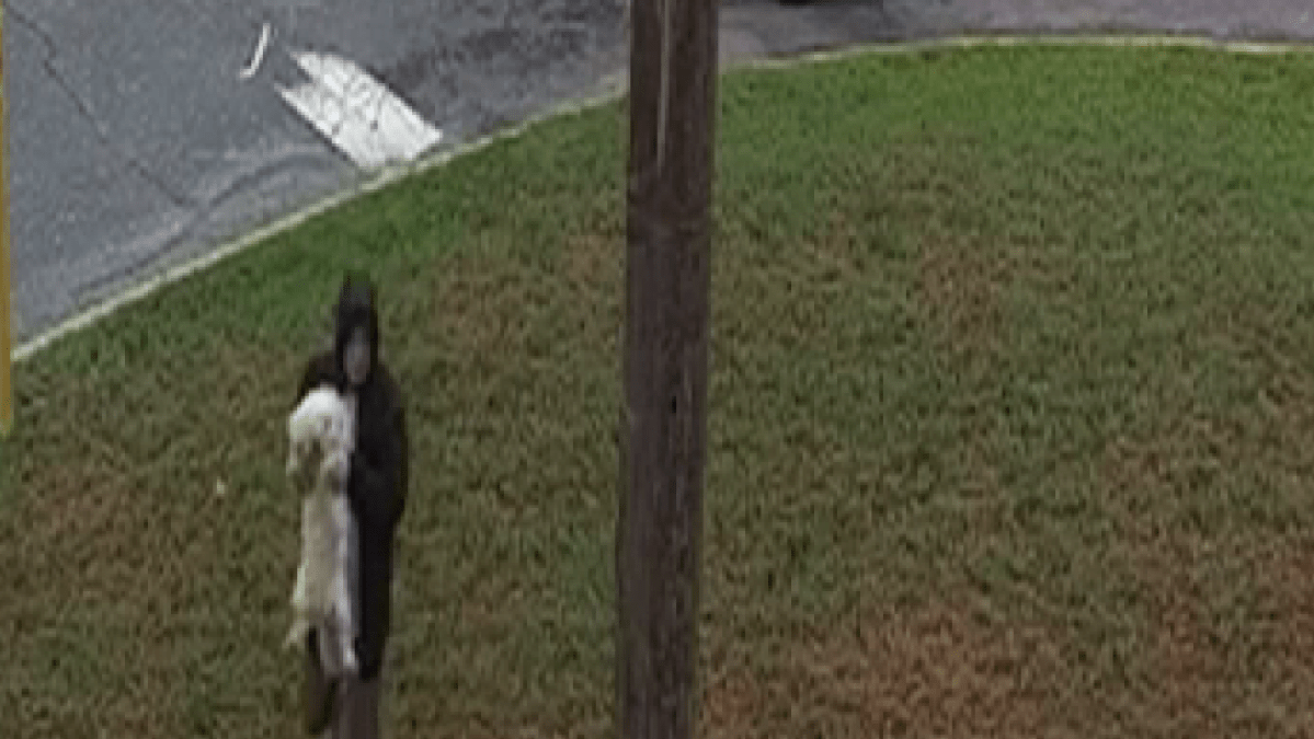 Video captures person abandoning 3 dogs in the rain outside New Jersey shelter