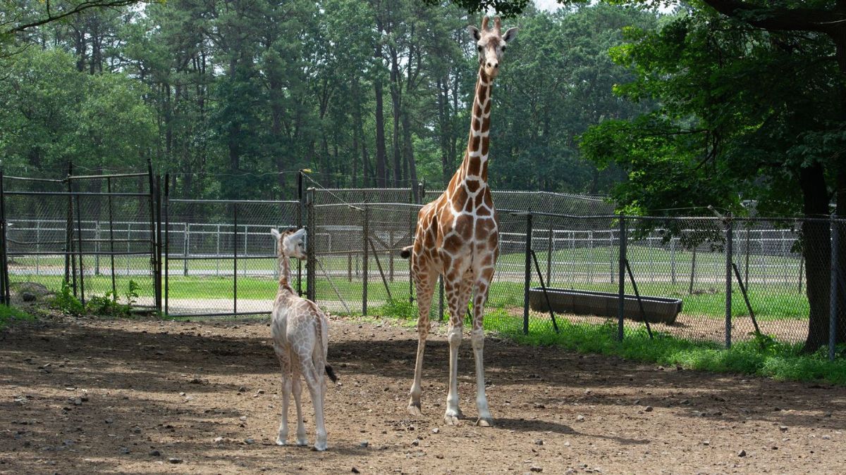 Baby giraffe born at Six Flags Great Adventure – NBC10 Philadelphia