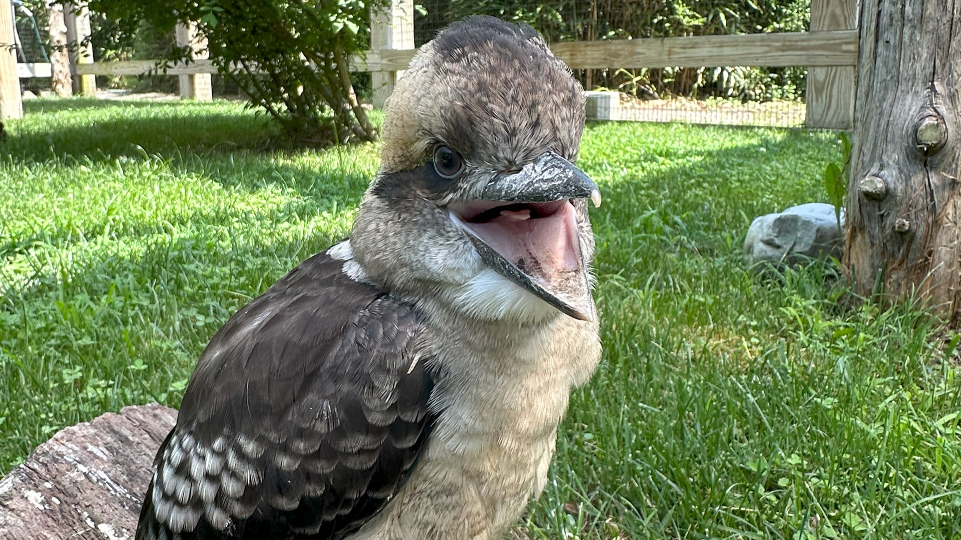 Laughing kookaburra hatches at the Cape May County Zoo – NBC10