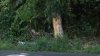 Teen killed, 2 others hurt after car crashes into tree in Bucks County: Police