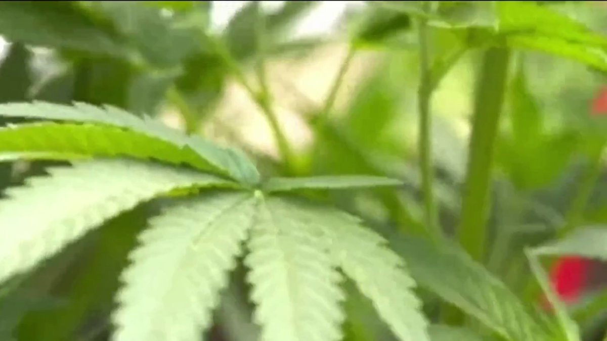 Delaware Opens 12 Recreational Marijuana Stores Statewide