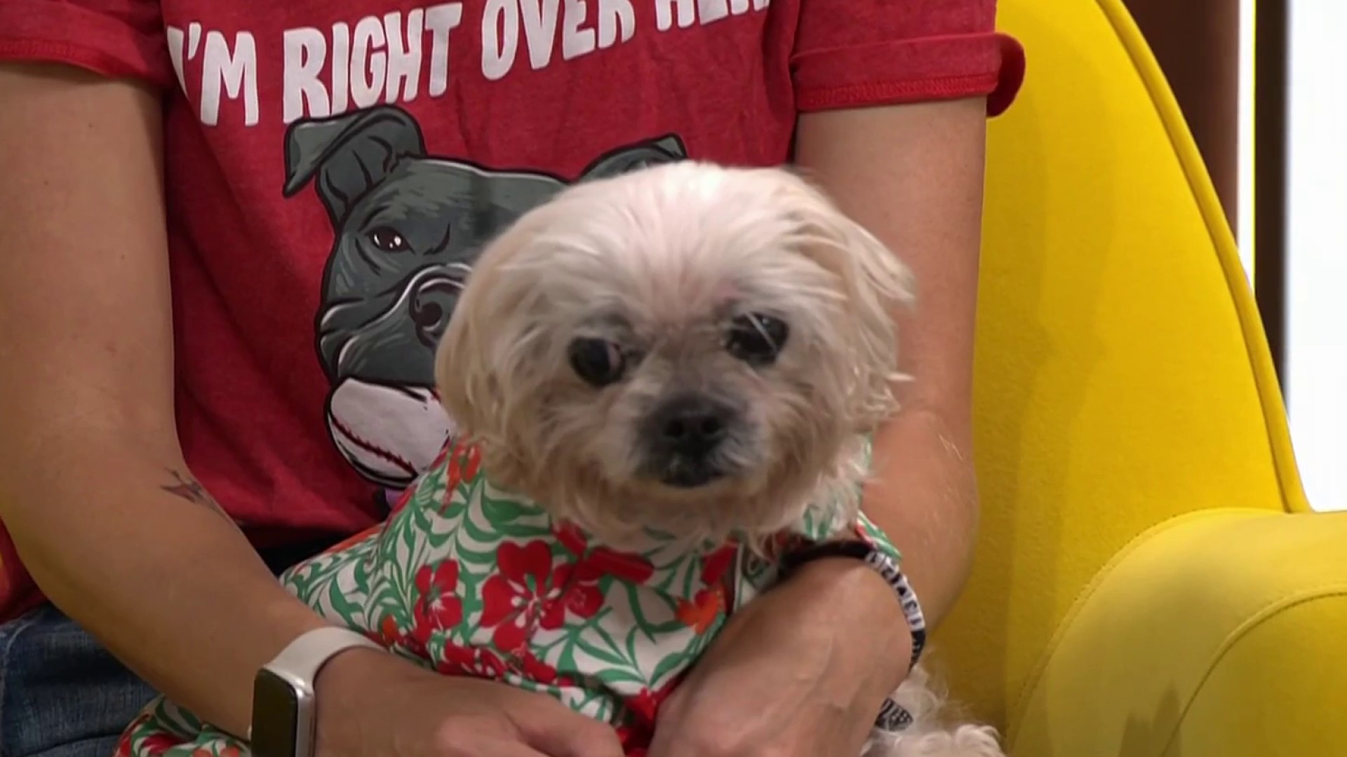 Meet Hemmy, Philly Live's pet of the week – NBC10 Philadelphia