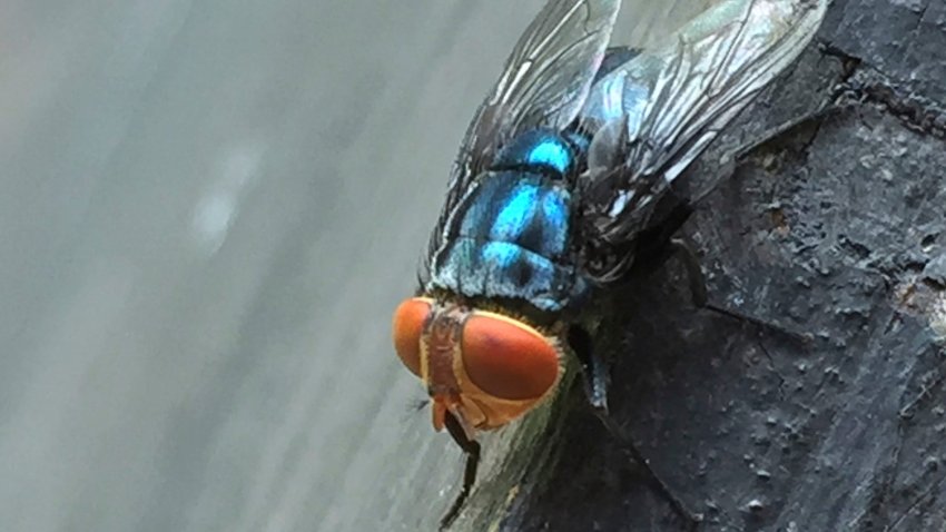 An adult New World screwworm fly sits at rest