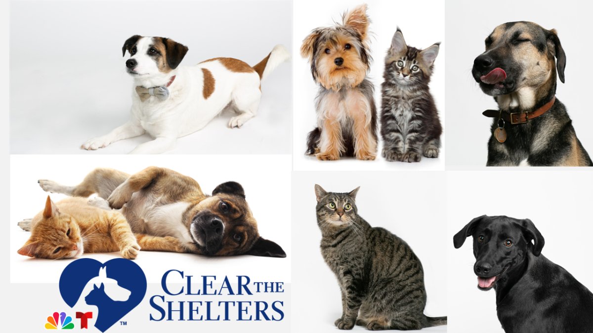 Clear the Shelters Pet Adoption & Donation Campaign Returns This August ...