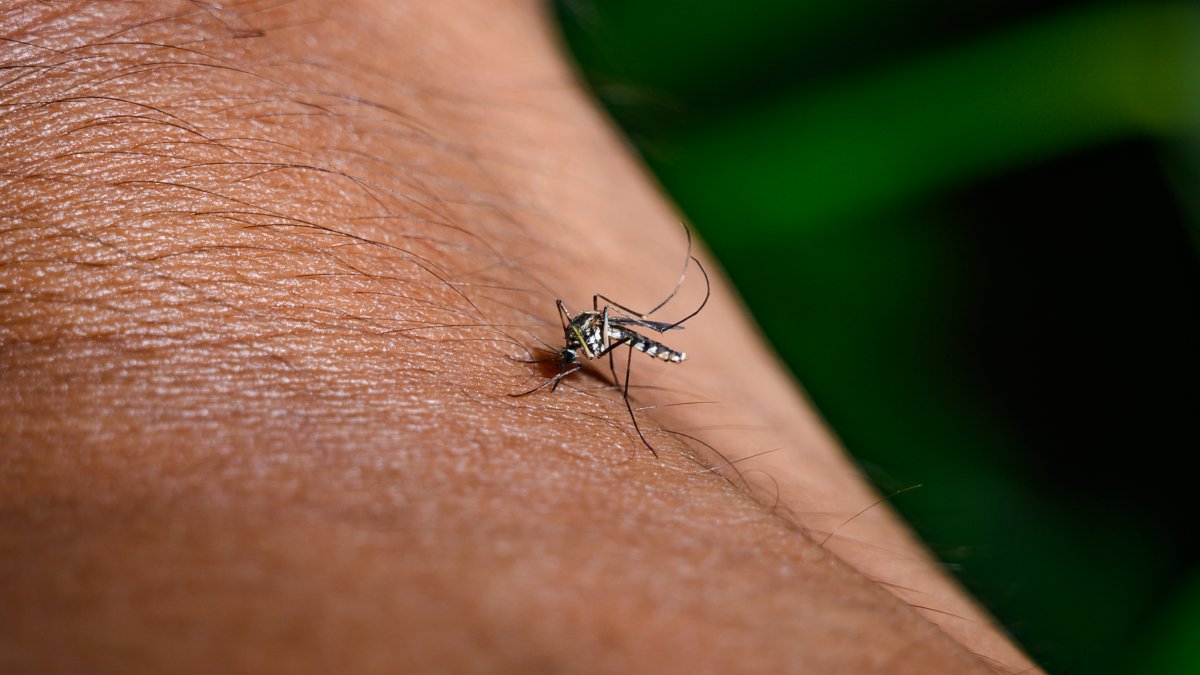 West Nile virus detected in mosquito sample near Mount Sharon Cemetery