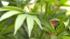 ‘Major step forward': Adults in Delaware can now buy recreational marijuana