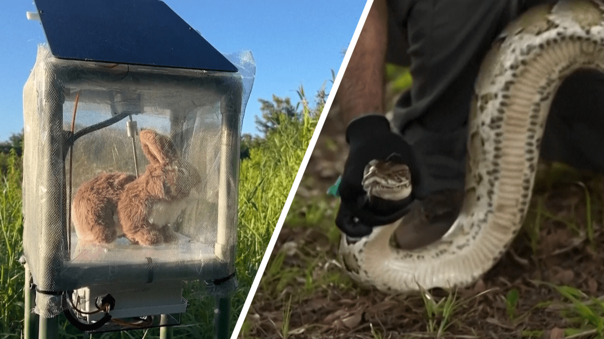 These robotic rabbits could save the Everglades from invasive pythons ...