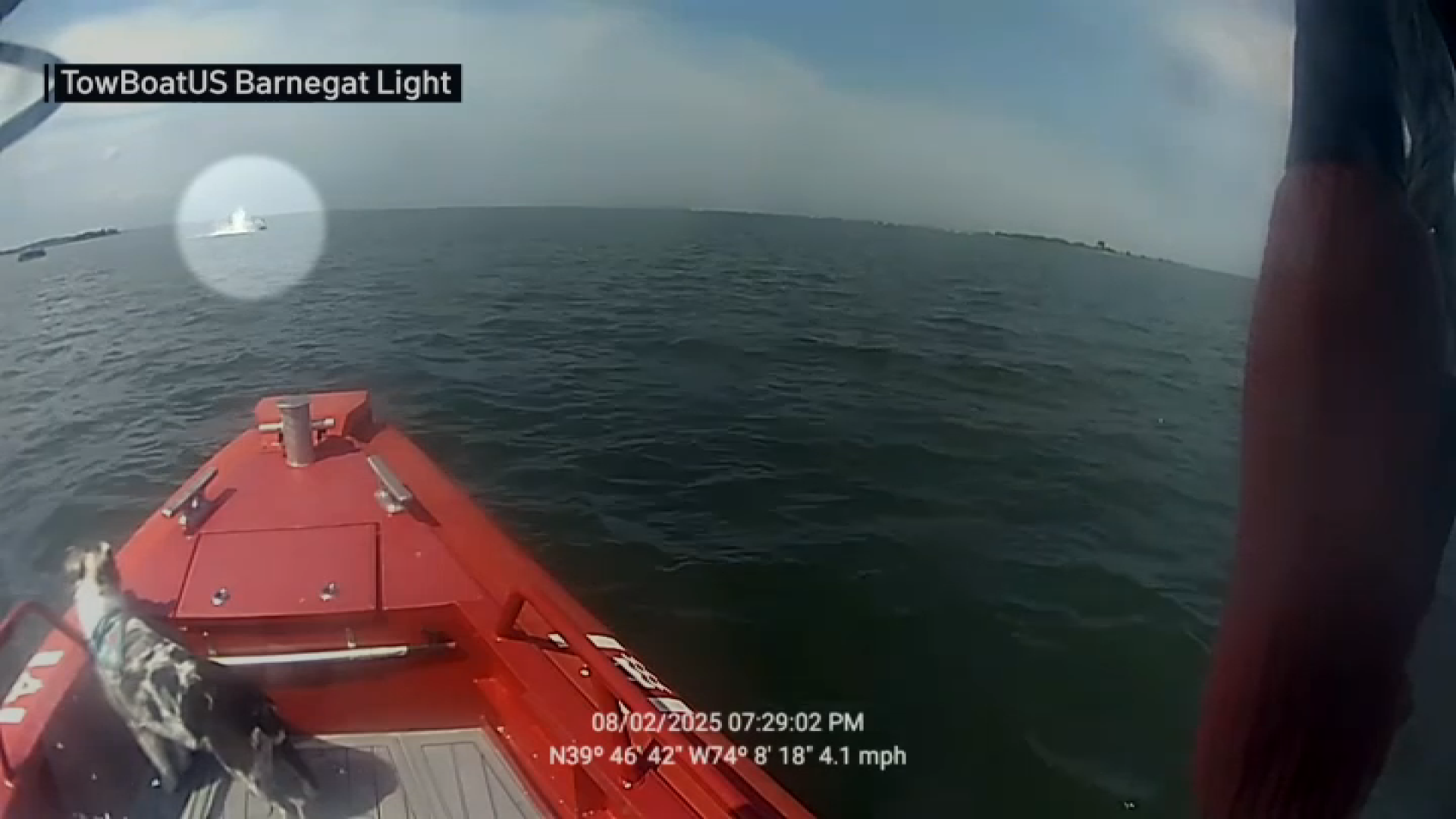 Minke Whale Dies After Barnegat Bay Boat Collision