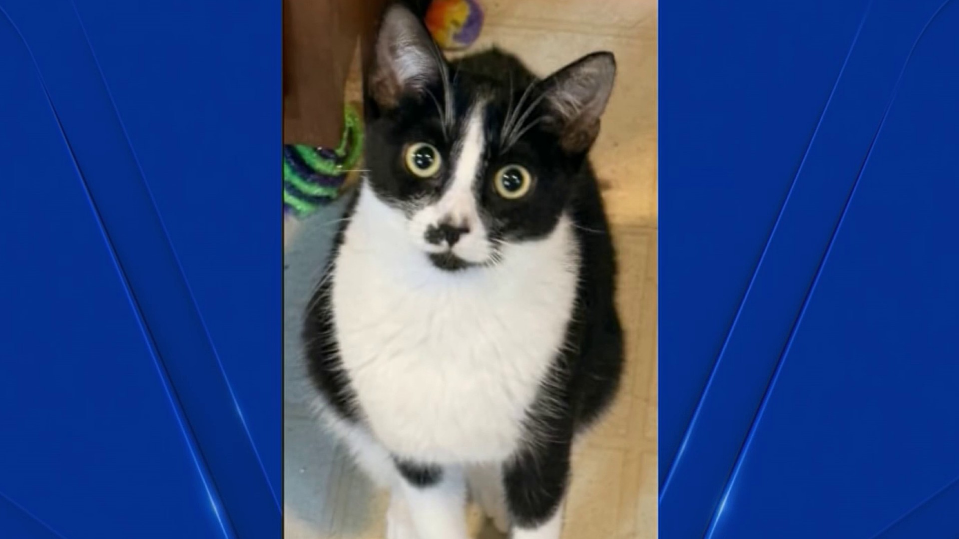 Stray Cat Blues' helps find forever homes for stray cats – NBC10
