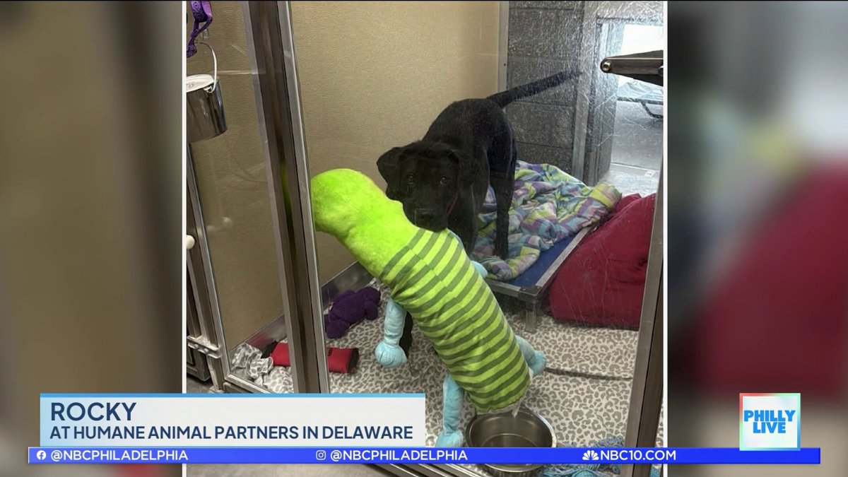 Longtime Shelter Pets Seeking Forever Homes – NBC10 Philadelphia