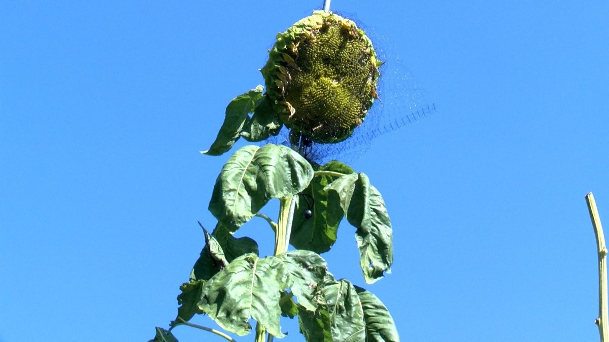 Look up! This is the world’s tallest sunflower – NBC10 Philadelphia