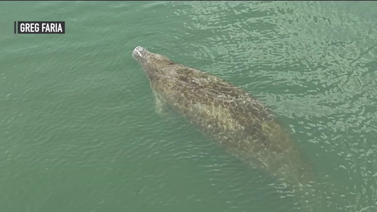 Rare Manatee Sighting At The Jersey Shore Nbc10 Philadelphia