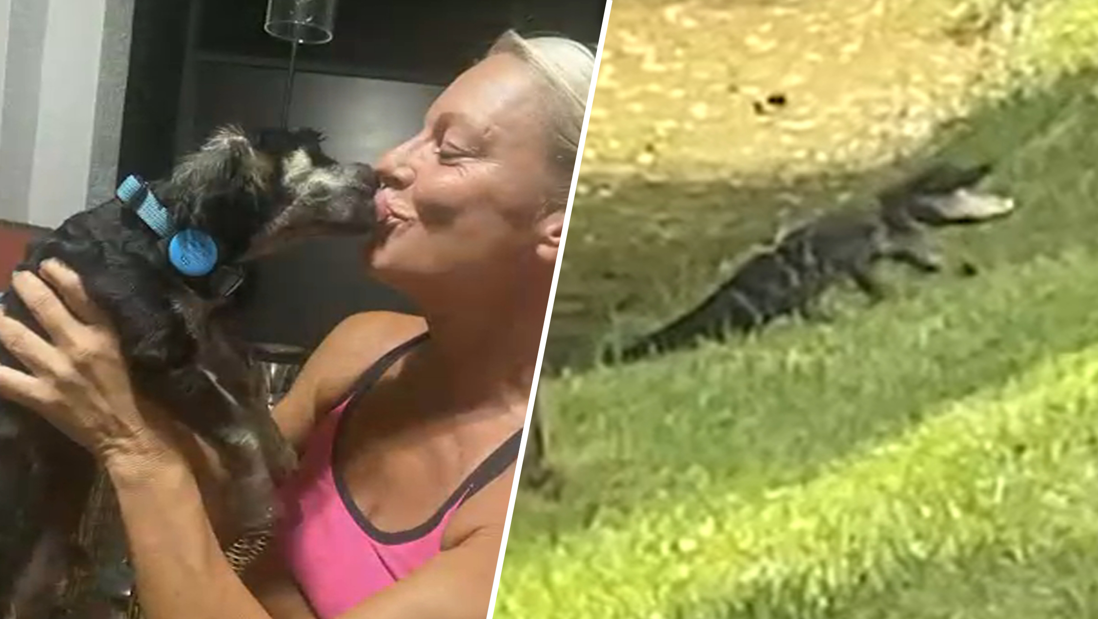 Florida woman fights alligator to save puppy: ‘I could have lost my arm and my dog'