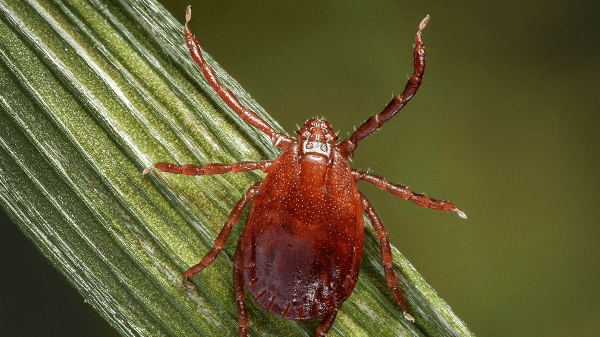 What to know about the Asian longhorned tick – NBC10 Philadelphia