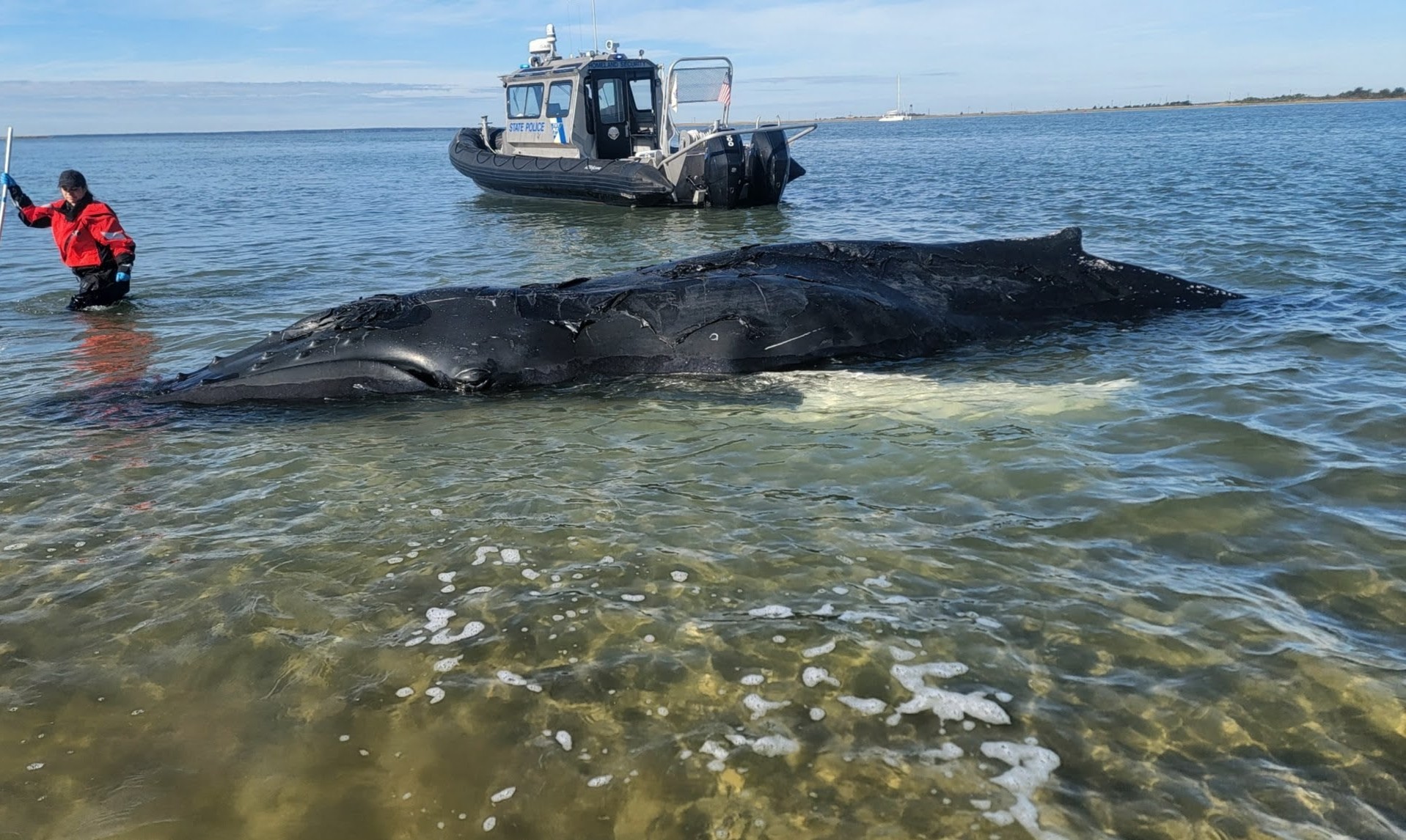 Injured humpback whale dies after washing up on sandbar off Long Beach Island