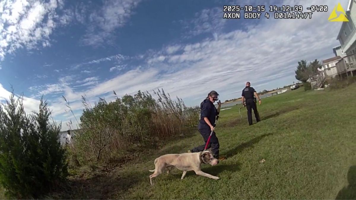 Atlantic City officer jumps into bay waters to save injured dog – NBC10 ...