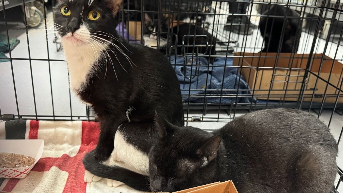 Several of cats found dead, nearly 70 rescued from home in Delaware County