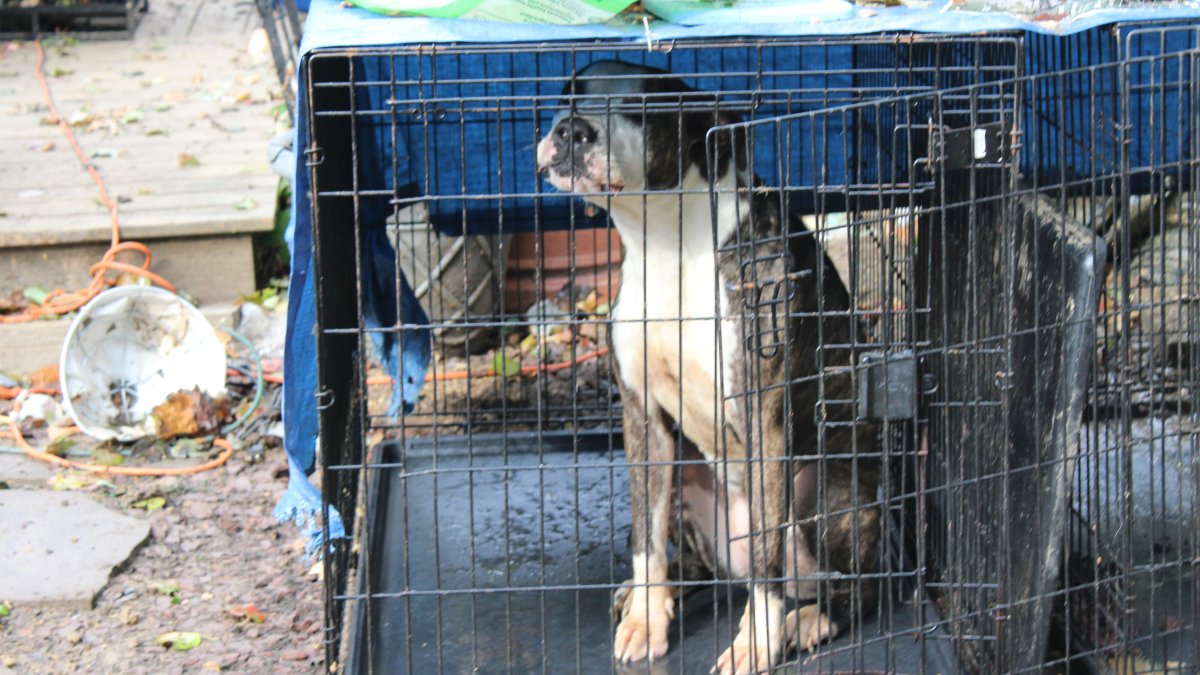 Delaware Man Arrested After 98 Pets Discovered Living in Unsafe Conditions – NBC10 Philadelphia