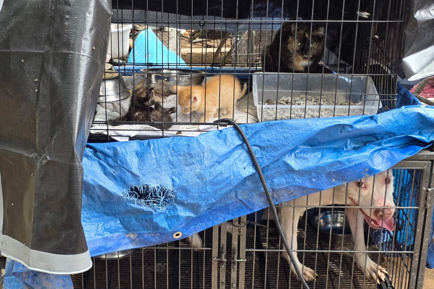 98 pets found in unsafe conditions leading to Del. man arrested – NBC10  Philadelphia