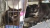67 cats rescued from ‘awful' conditions at Bensalem shelter: Bucks County SPCA