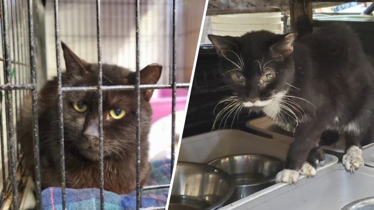 67 cats rescued from 'awful' conditions at Bensalem shelter: Bucks County SPCA