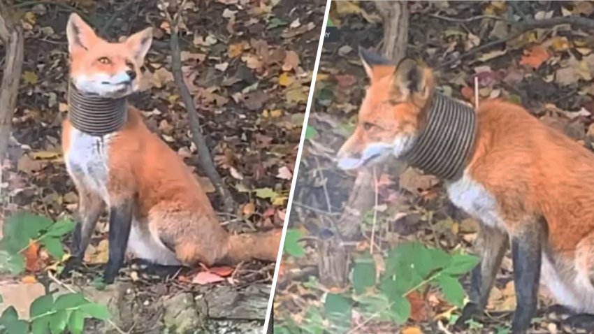 A red fox with a pipe around its neck that was spotted in Delaware County.