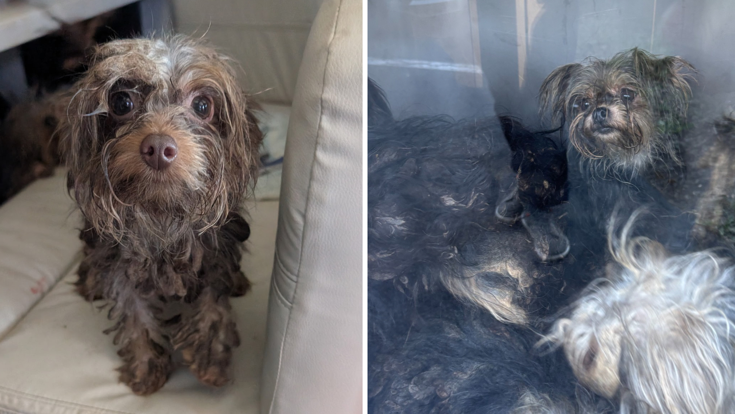 44 neglected dogs rescued from RV traveling through in Berks County