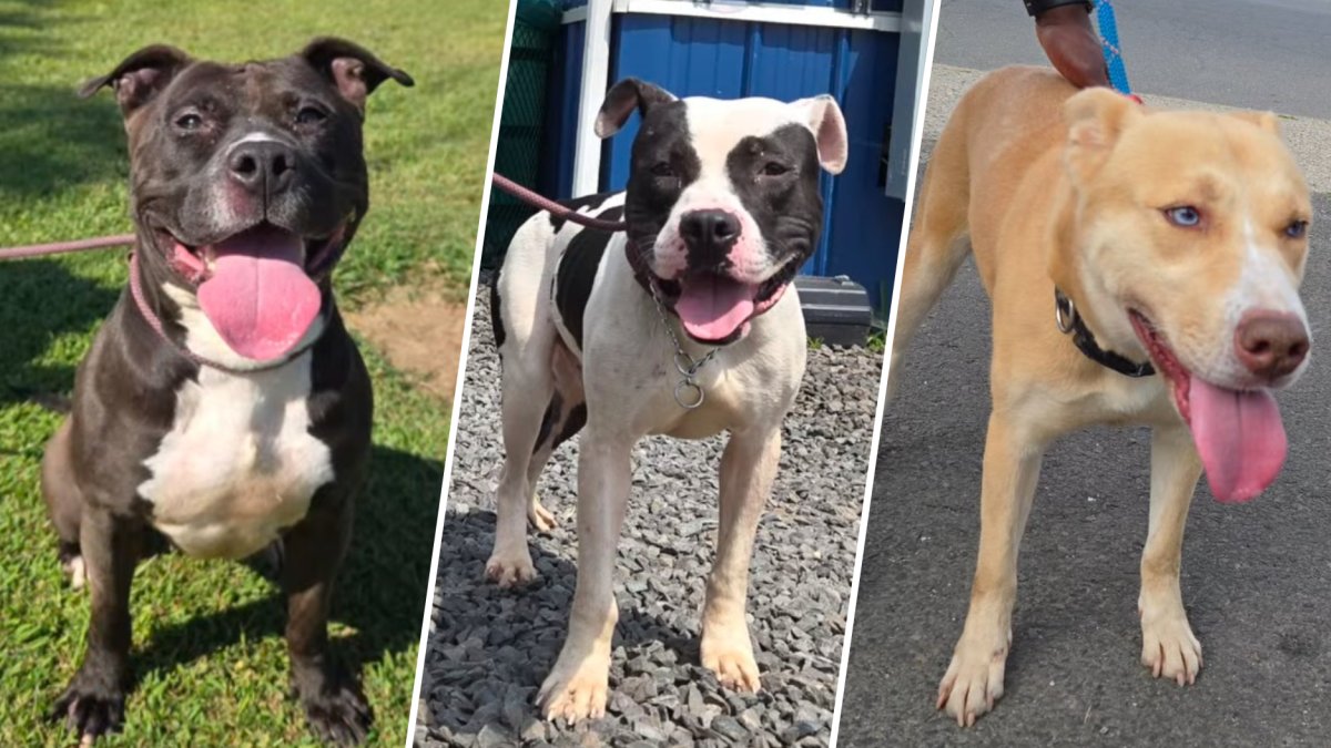 15 chiens ayant besoin de maisons pour toujours de Trenton Animal Shelter – NBC10 Philadelphie
