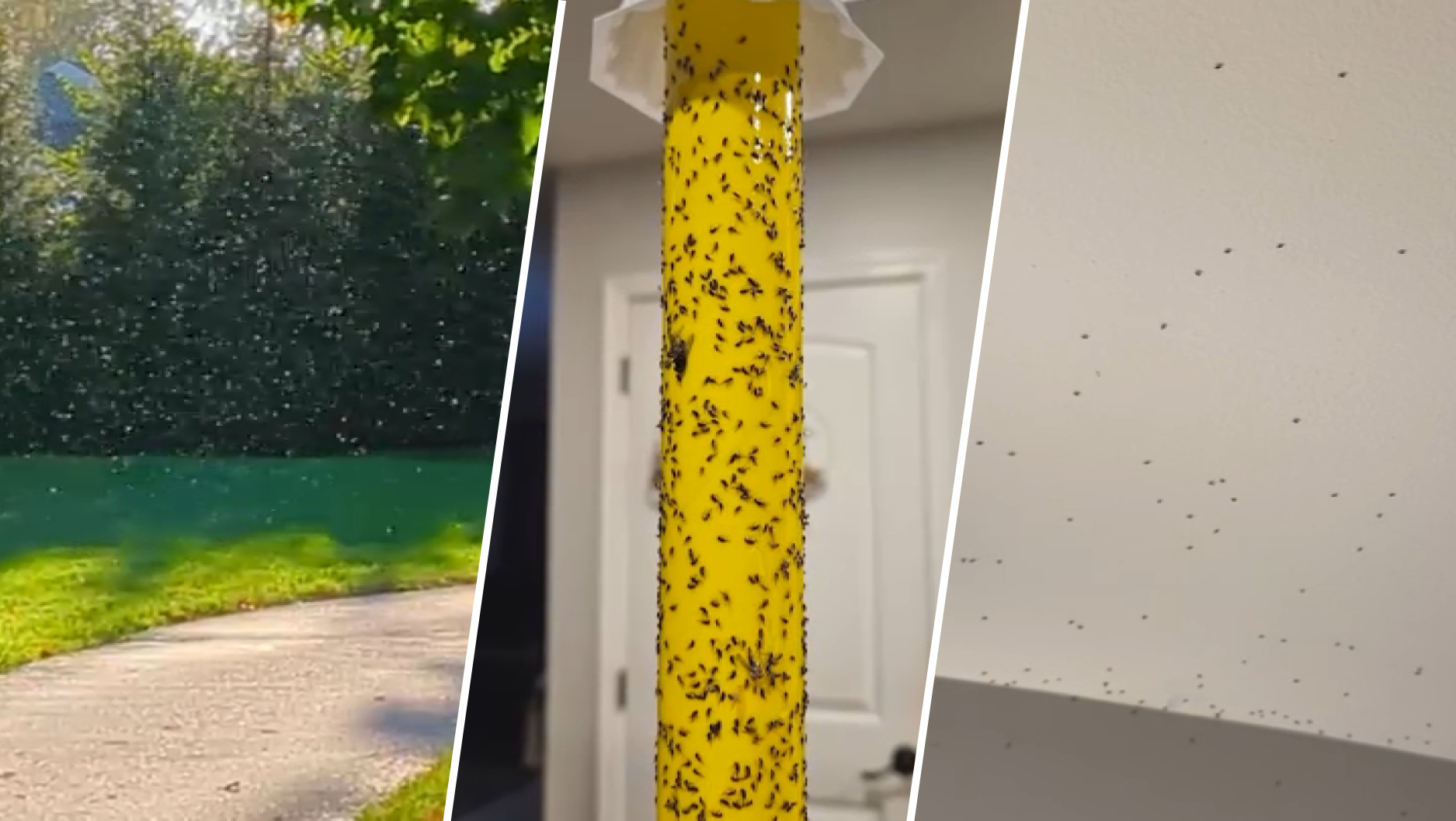 Town takeover: Fly invasion leaves homeowners frustrated in Chester County