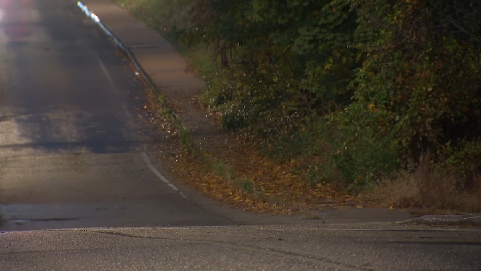 Woman dies after tree falls on car in Philly