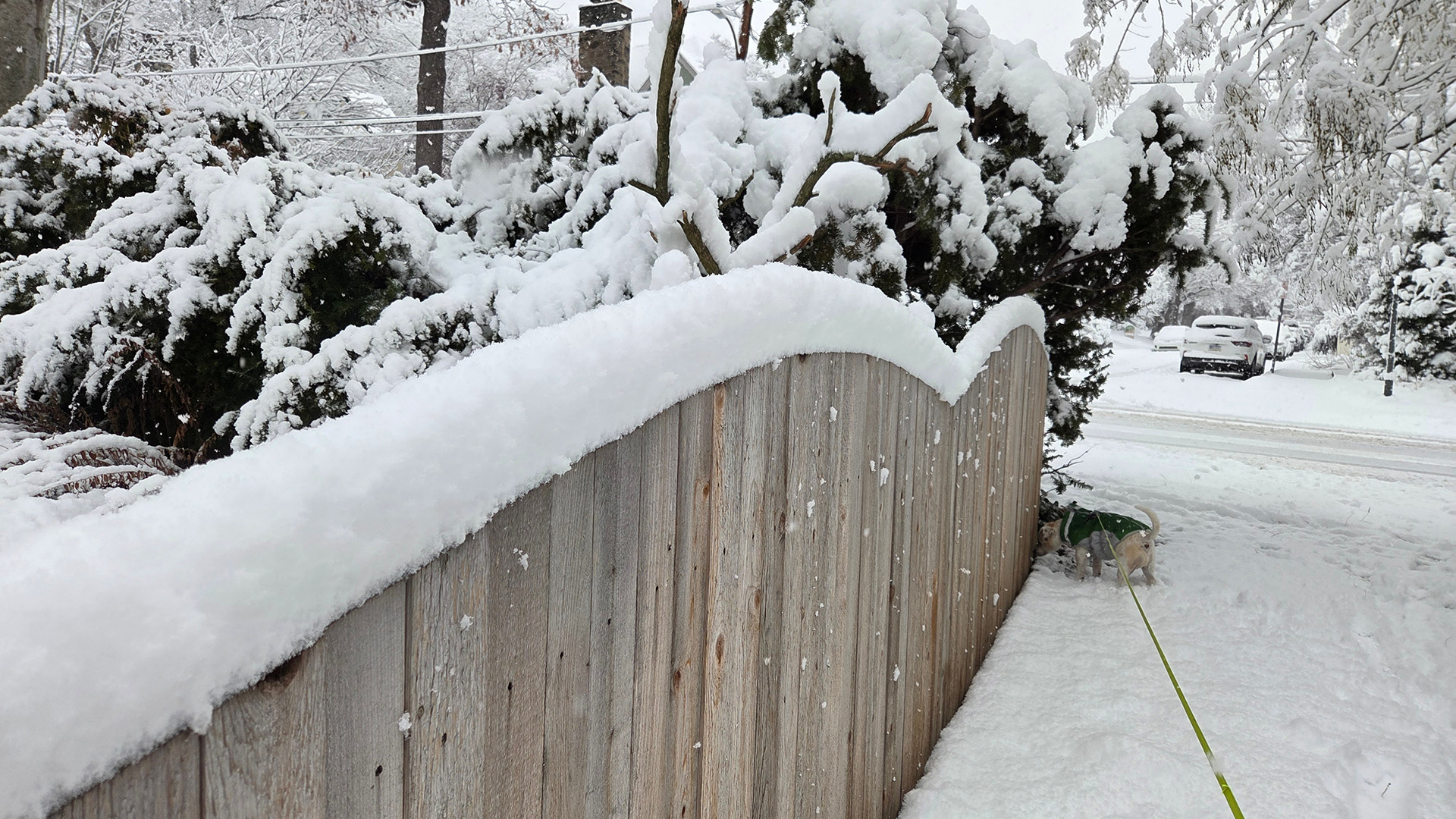 Picture of the sticky snow accumulation on top of a fence in Narberth. 