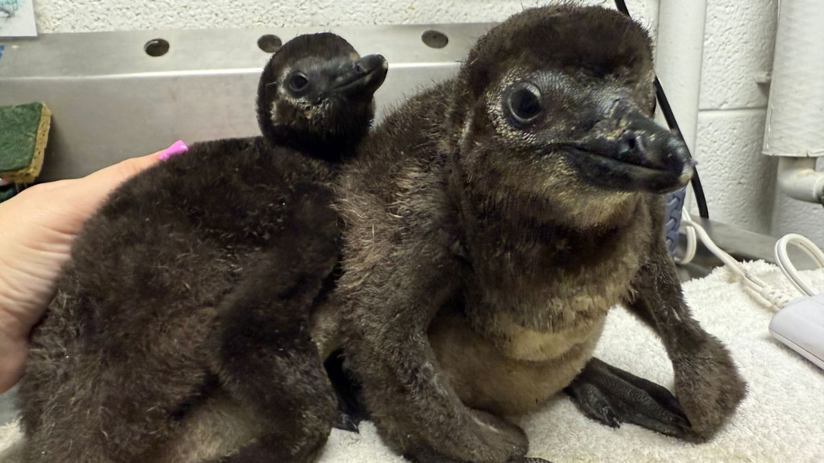 Two endangered baby African penguin chicks born at New Jersey's Adventure Aquarium