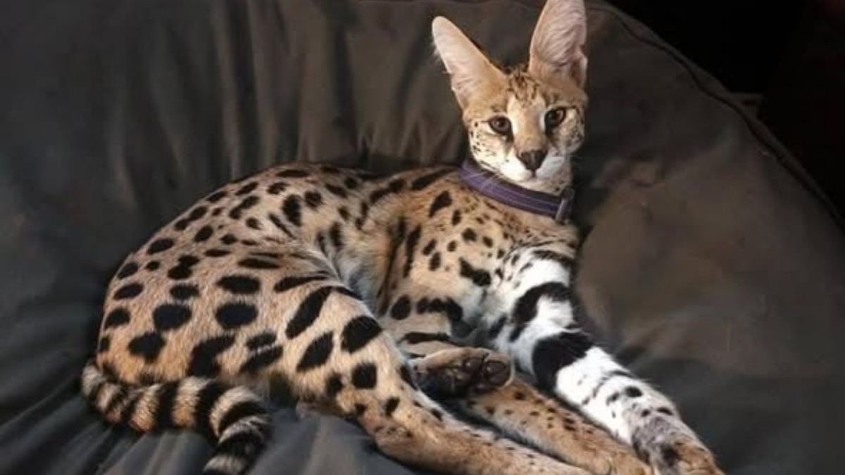Wild cat that escaped Pennsylvania wildlife center dies after being hit by car