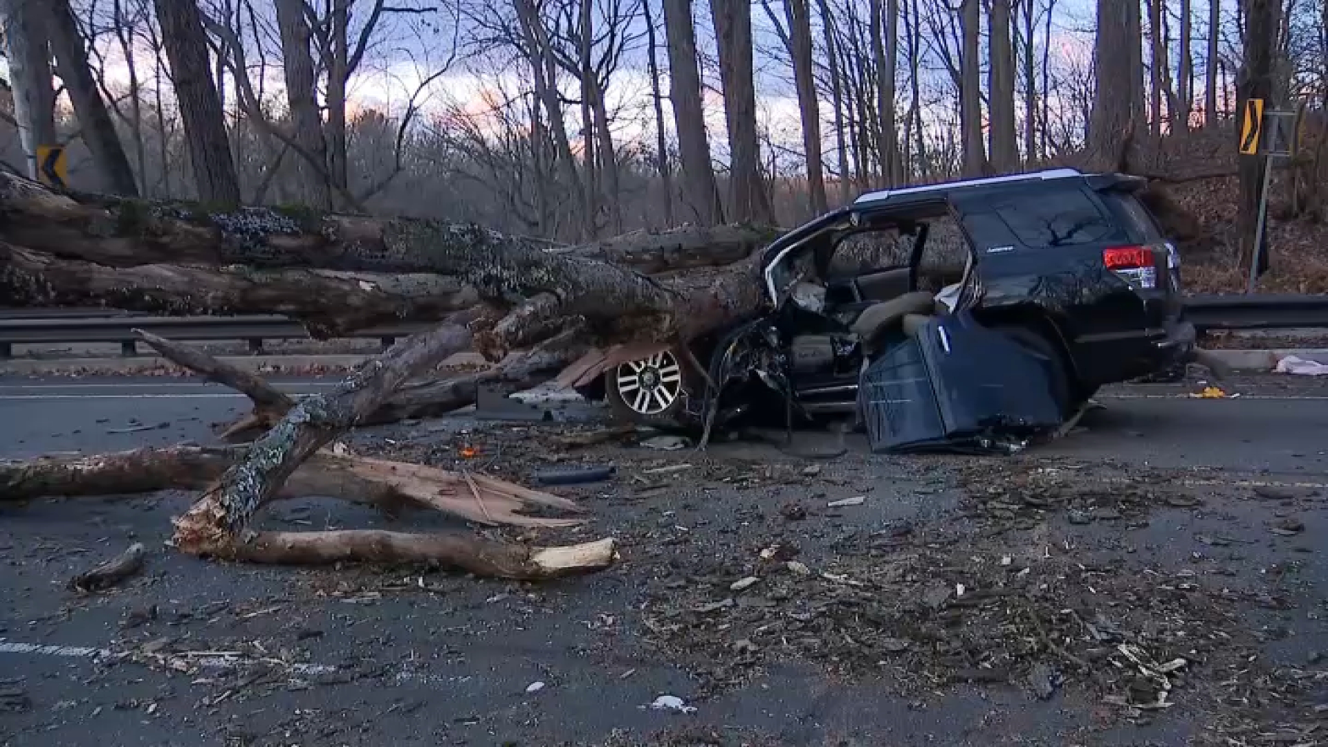 Several trees fall because of strong wind gusts Friday