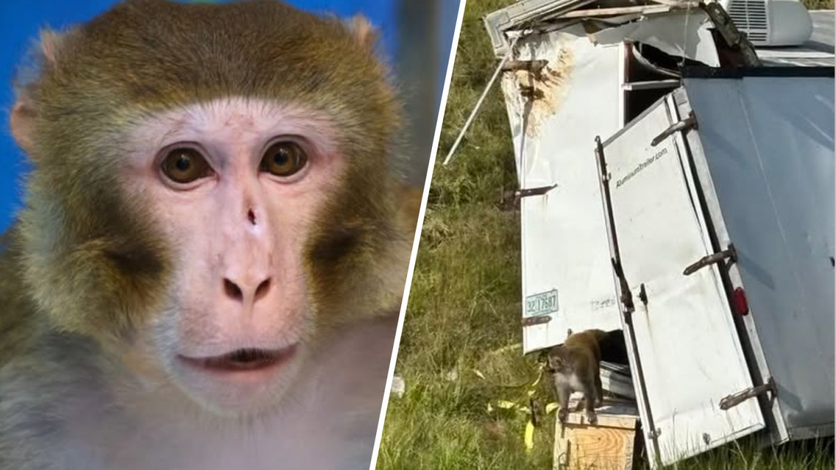 Escaped lab monkey survives crash, finds new home at New Jersey animal refuge