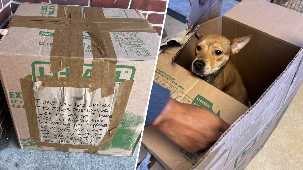 Abandoned dog found in sealed moving box outside Pennsylvania SPCA shelter
