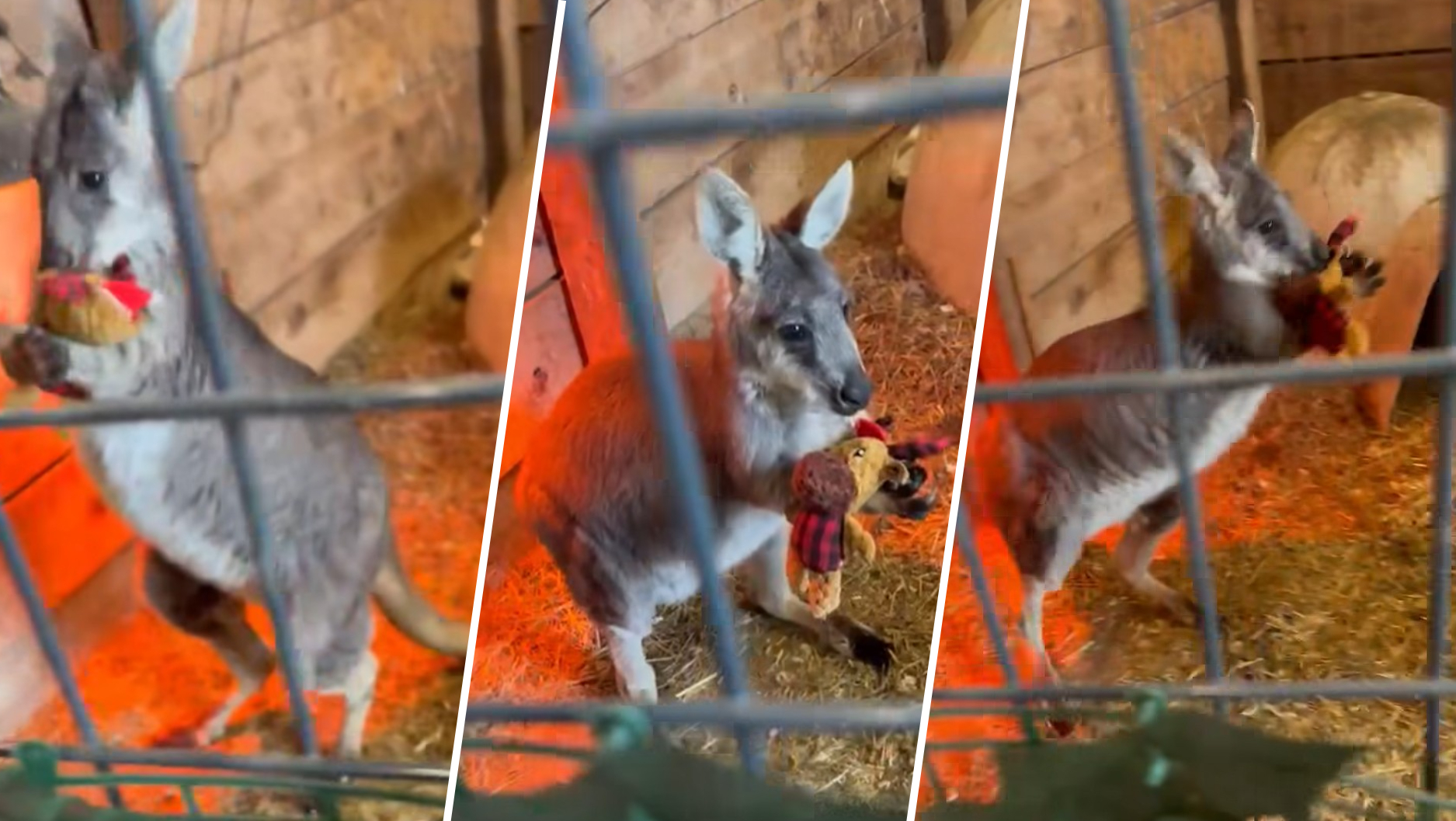 Have you seen him hopping around? Search for Rex the wallaby after escaping farm