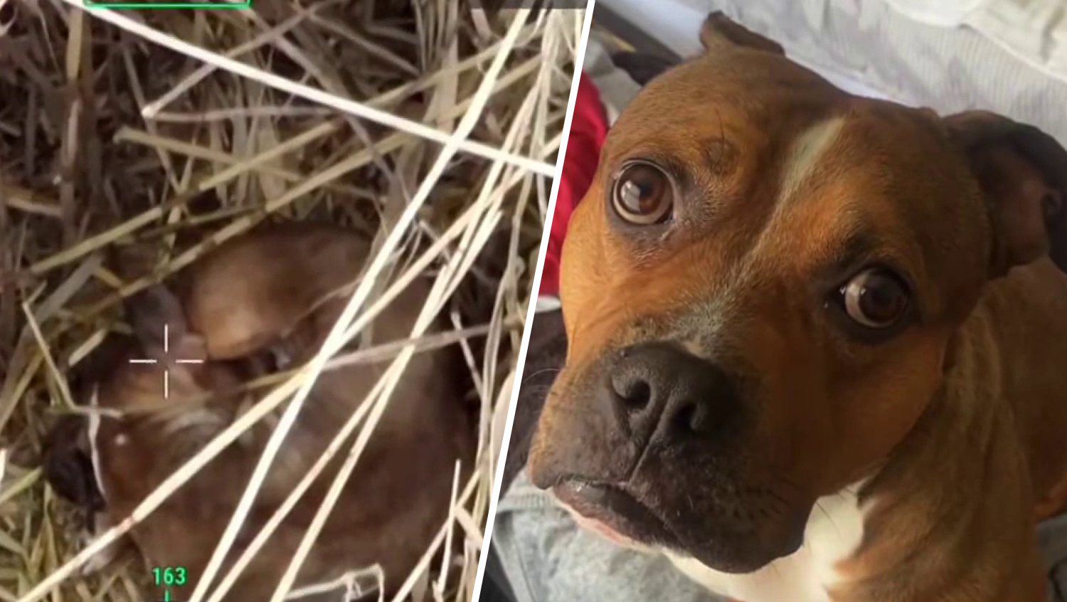 NJ woman was desperate, with her dog lost for 9 days. Then a drone company stepped in