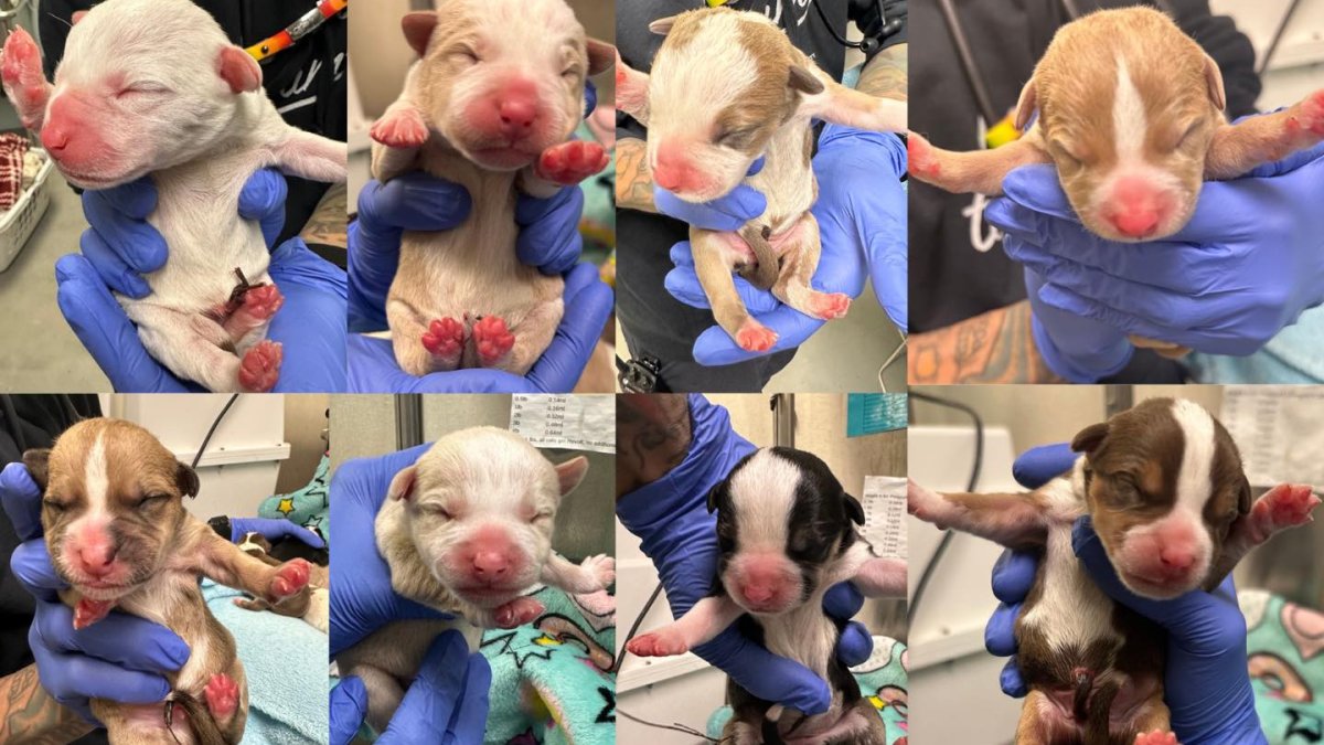 Puppies rescued after being found in bag at South Philly Target – NBC10 ...