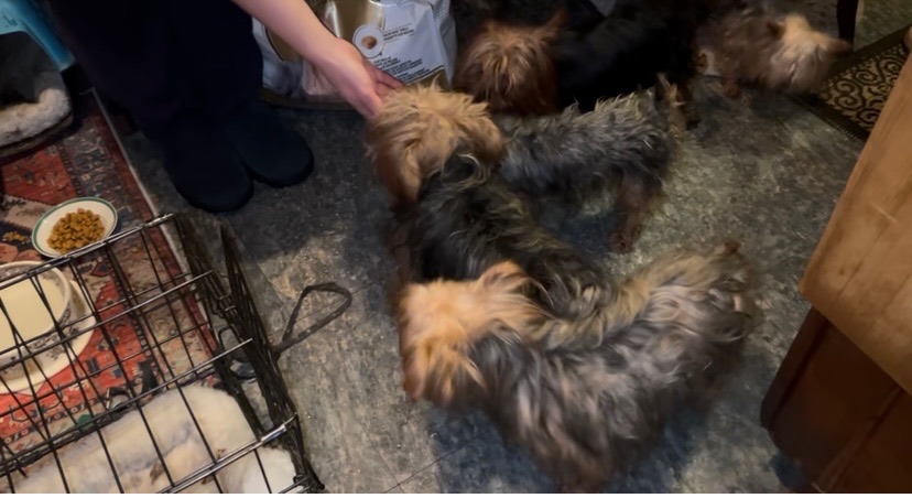 9 purebred yorkies rescued by ACCT Philly after owner dies