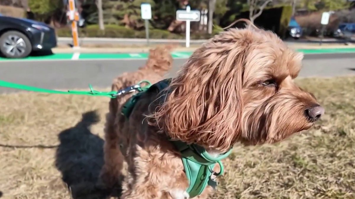 Paw and order: New Jersey condo uses DNA to track down pet owners who don't clean dog poop