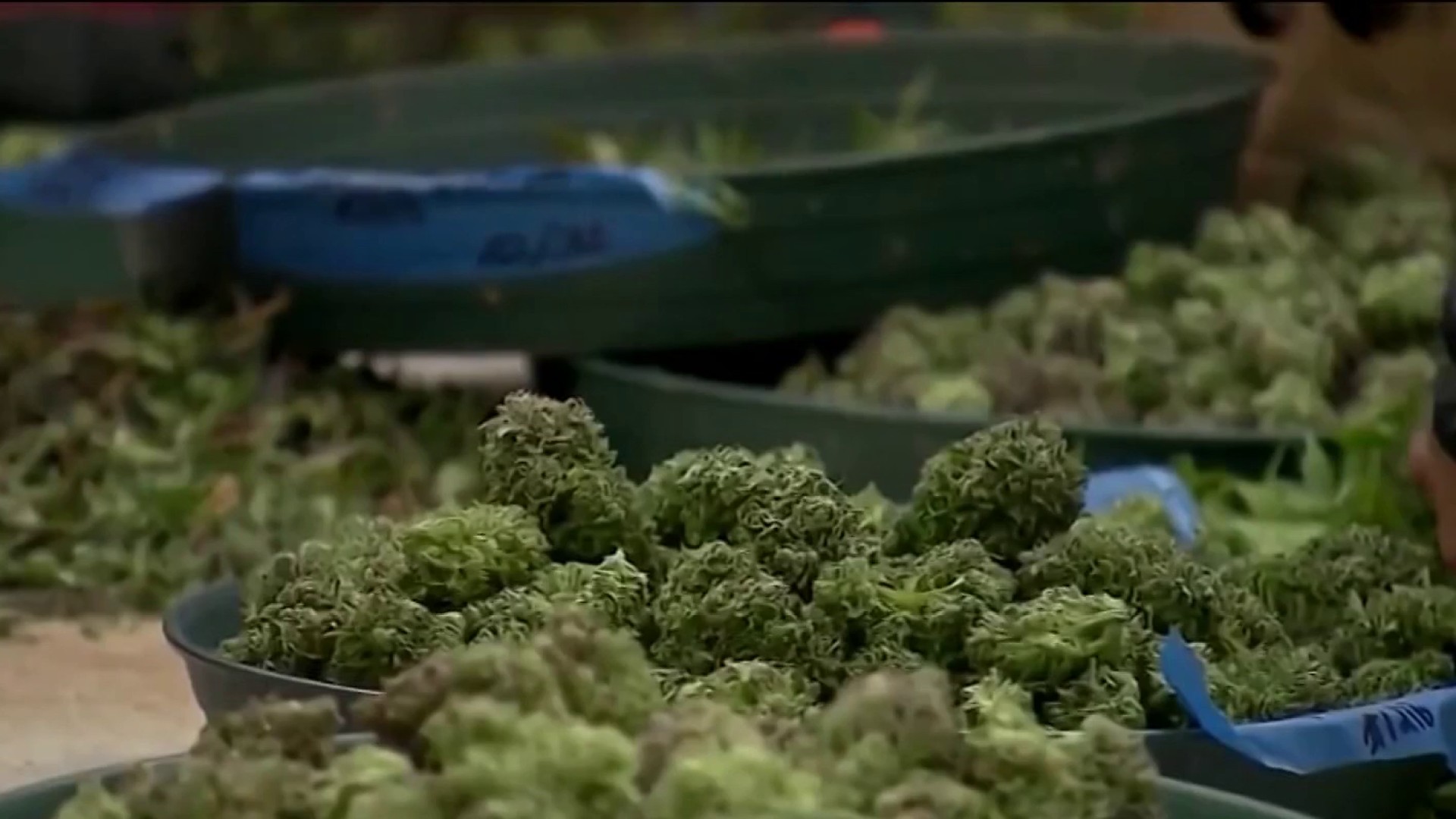 nbcphiladelphia.com - Brendan Brightman, Ted Greenberg - Jersey Shore town looks to legal weed sales for beach replenishment funding